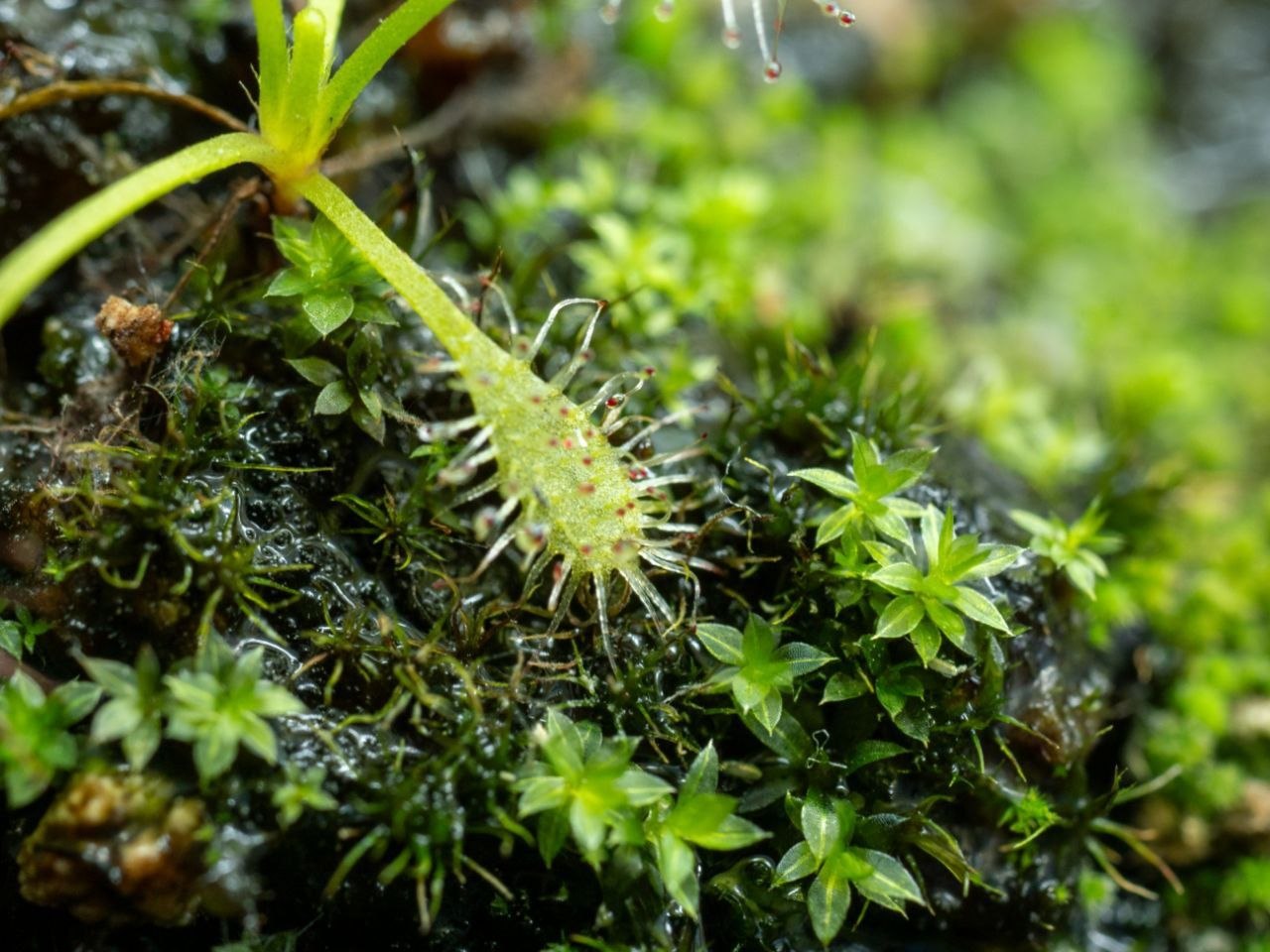 Drosera