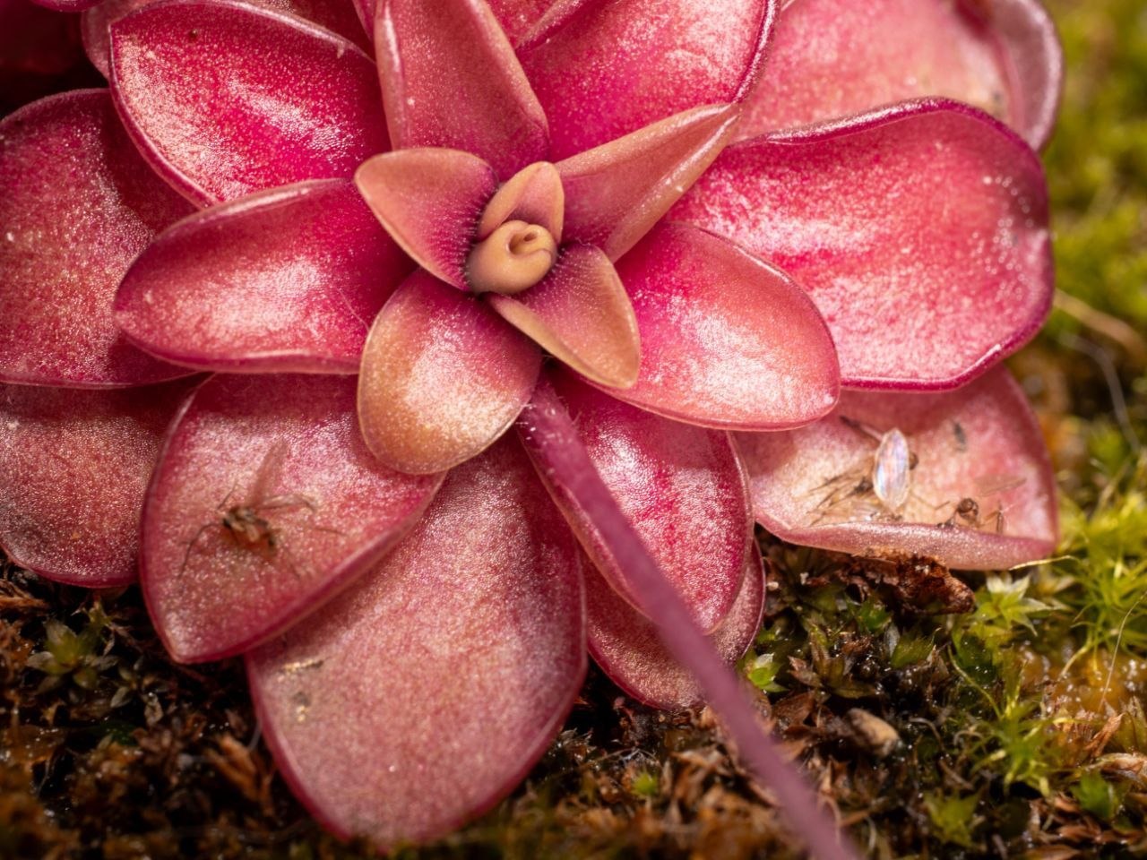 Pinguicula
