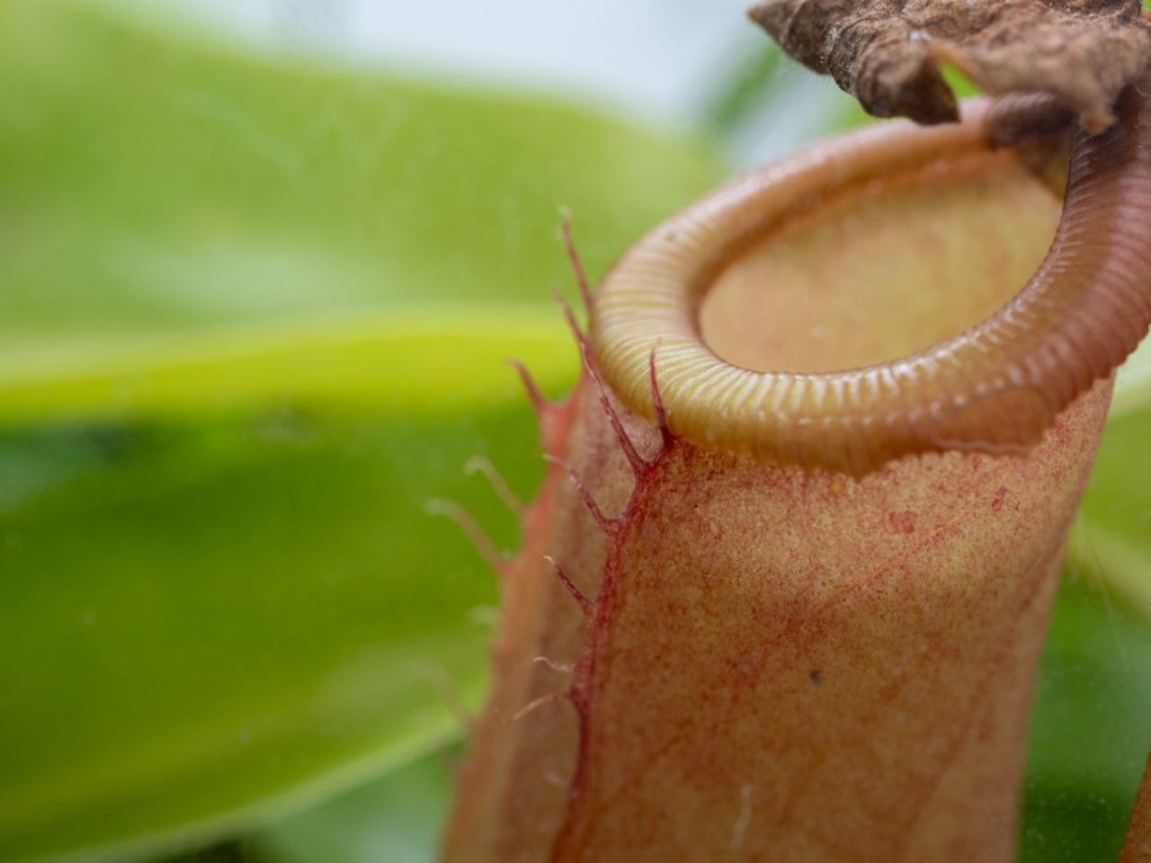 Nepenthes