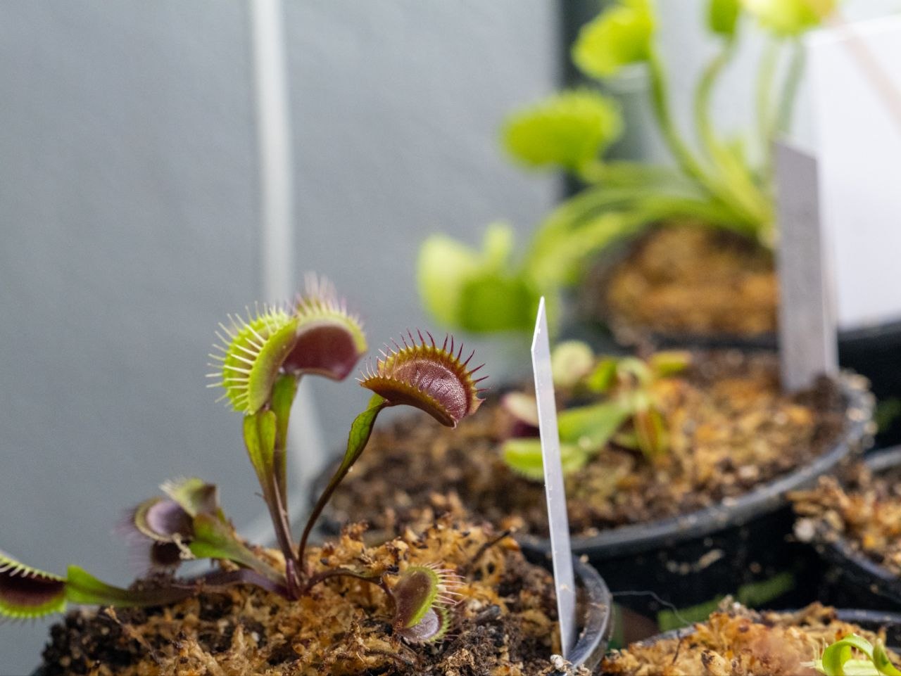 Venus Fly Traps