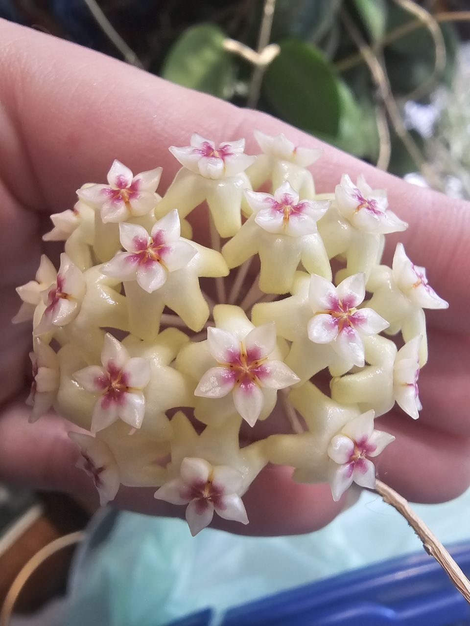 Hoya