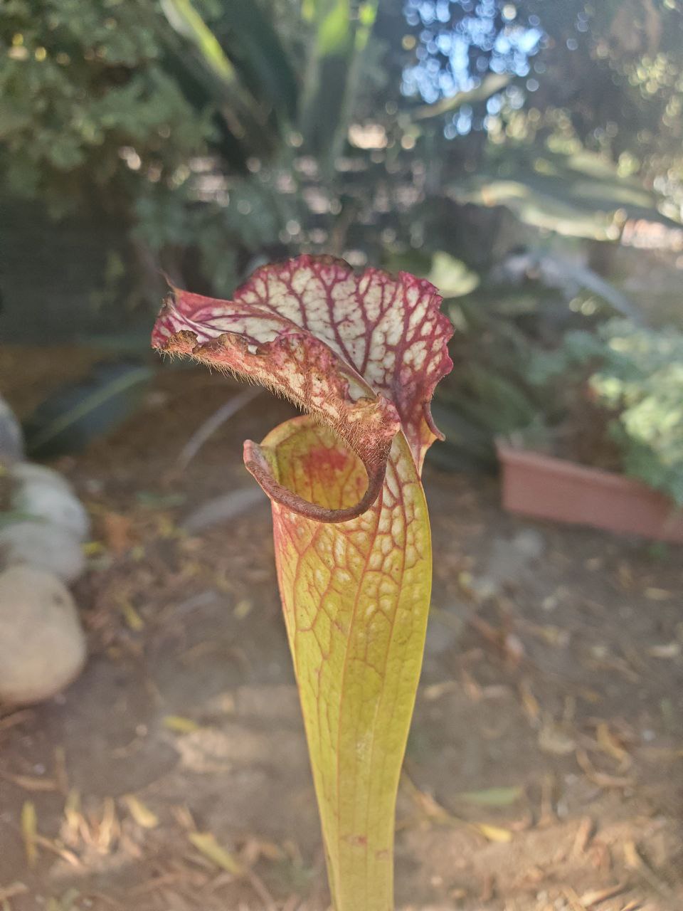 Sarracenia