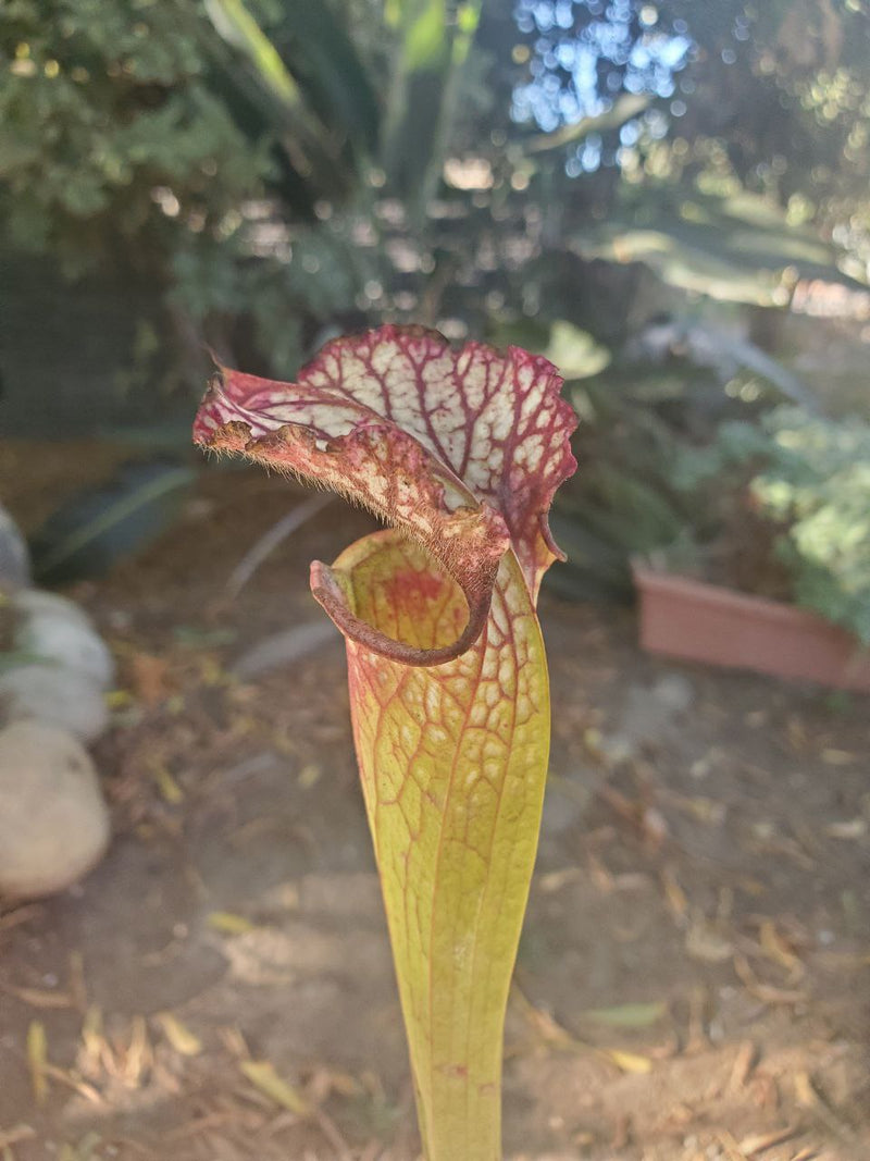 Sarracenia