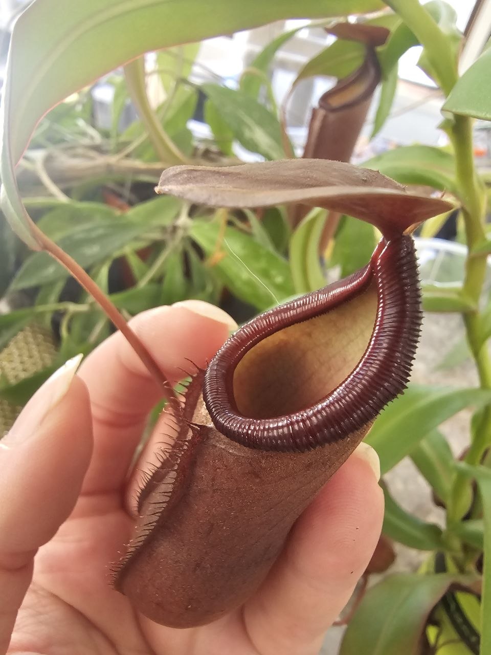 Nepenthes