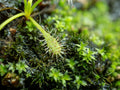 Drosera Capensis 'Cape Sundew'
