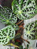 Begonia - Ferox