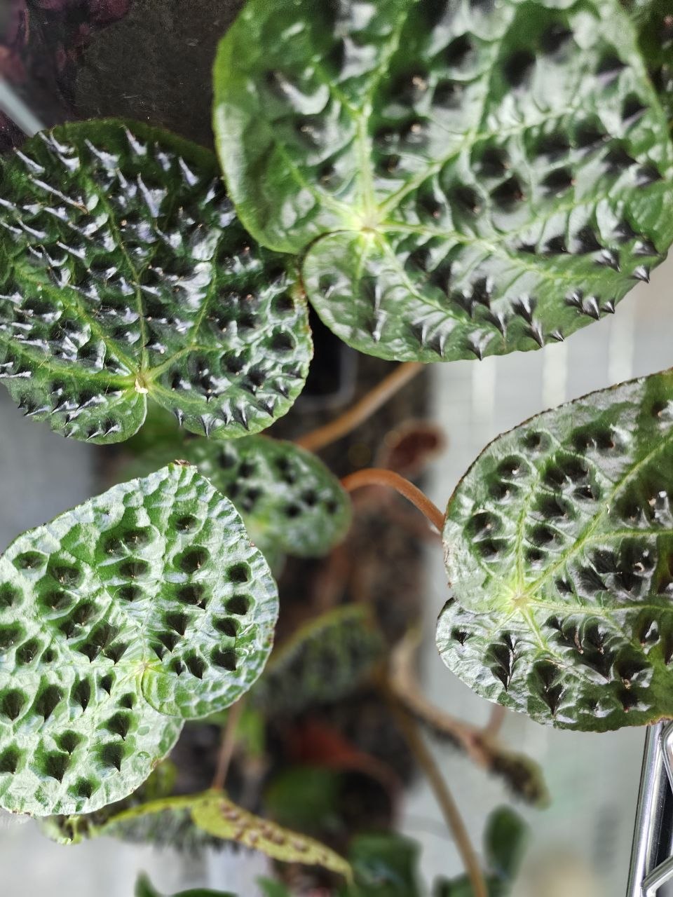 Begonia - Ferox