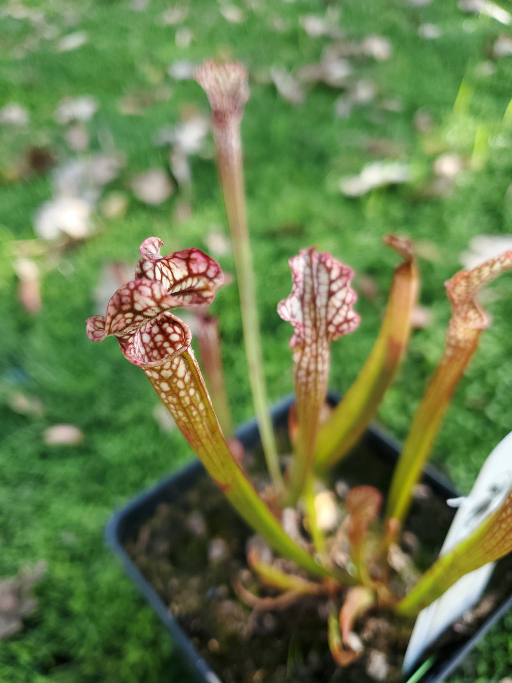 Sarracenia
