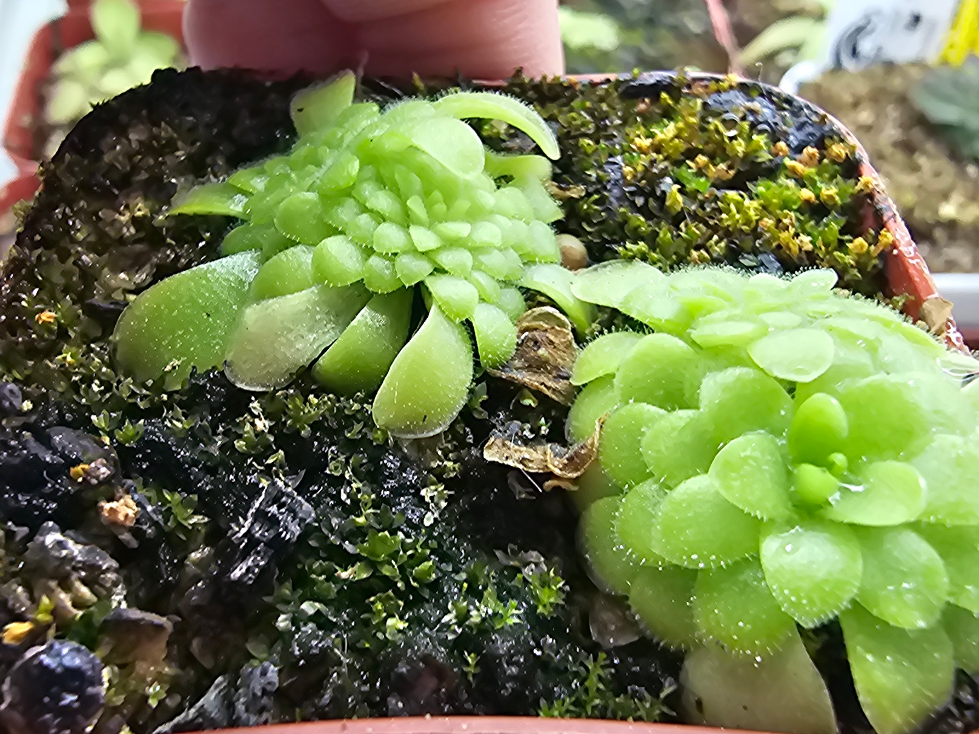 Pinguicula NO I.D.