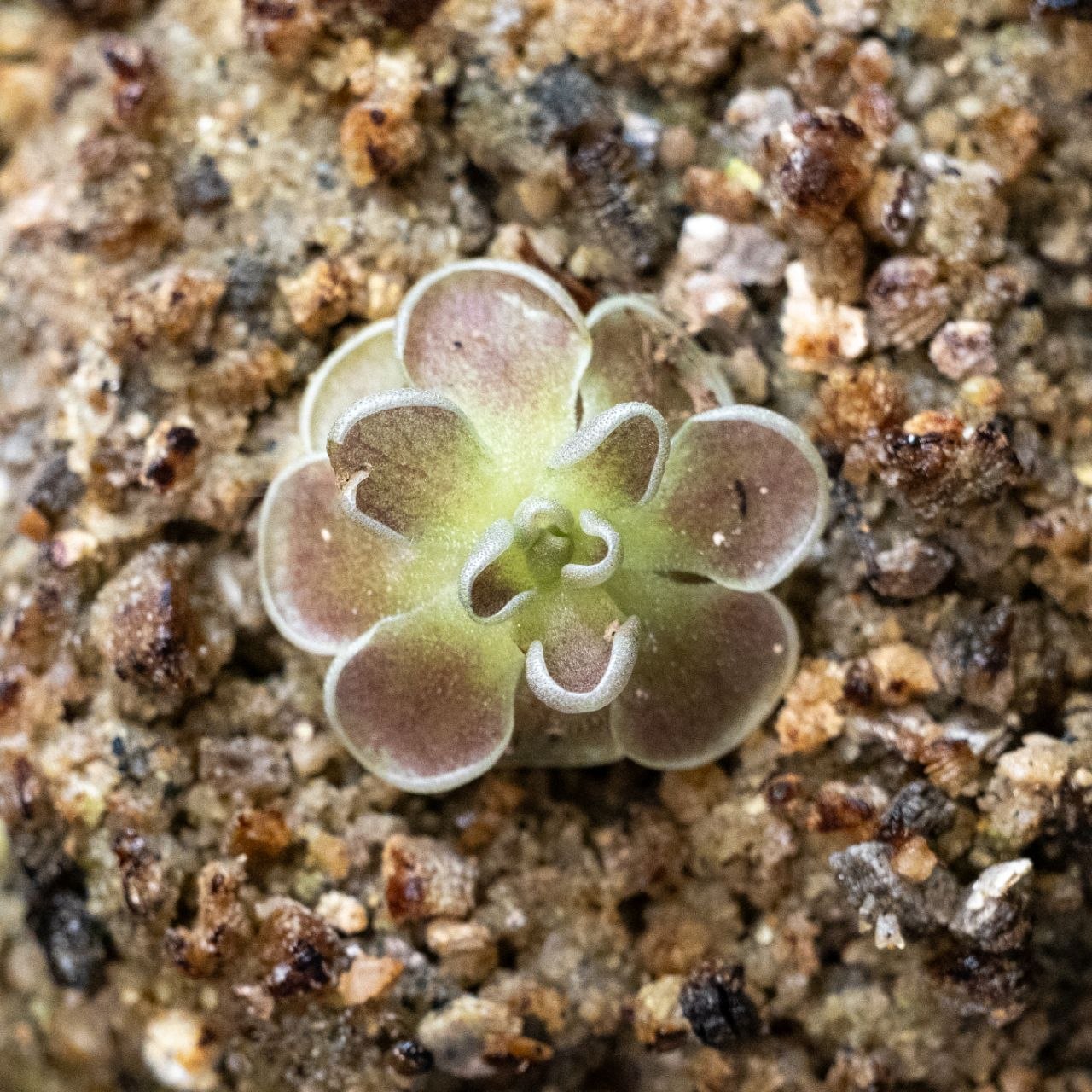 Pinguicula sp. "Minas des Asbestos"