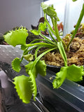 VFT Wolverine