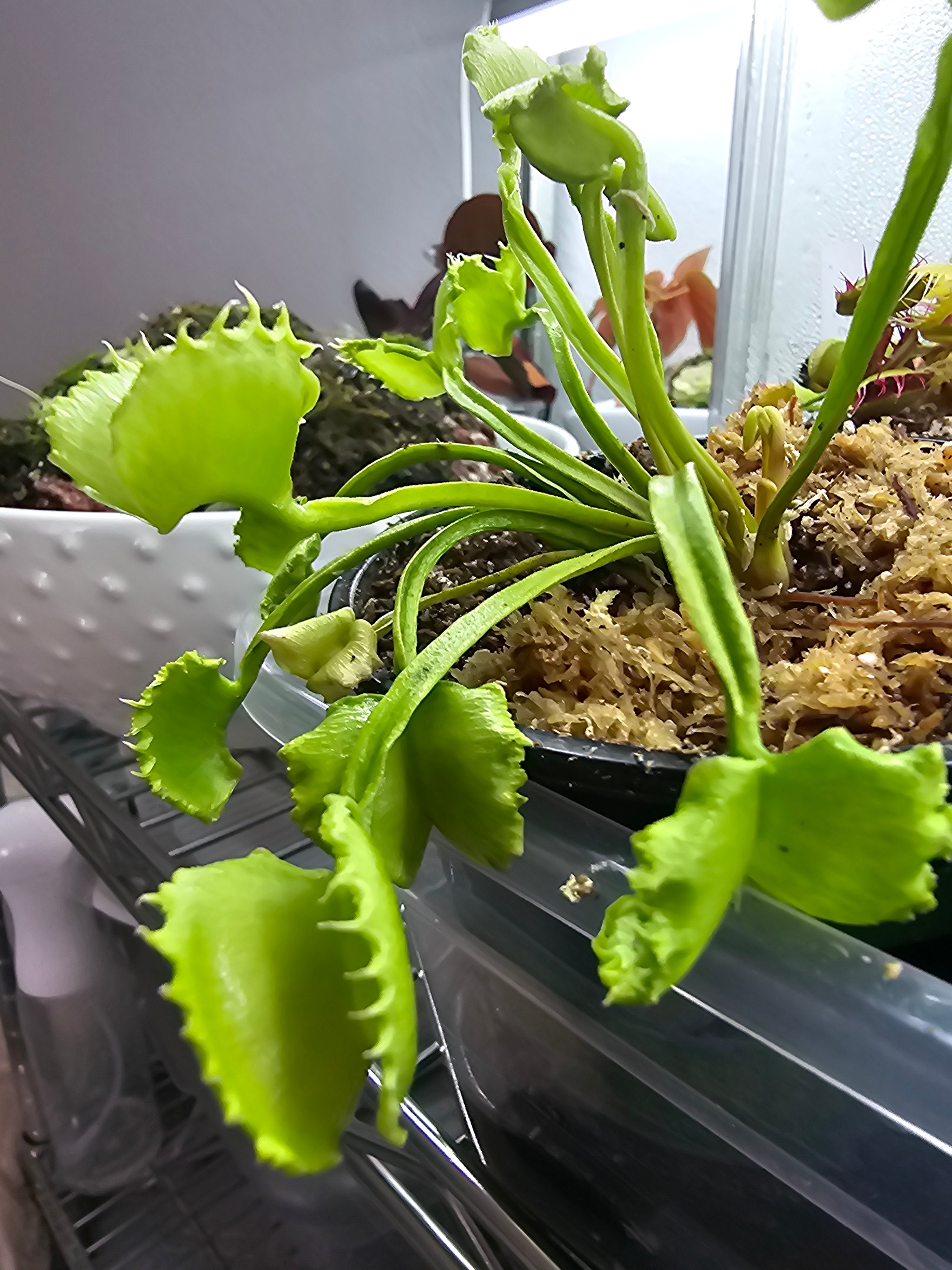 VFT Wolverine