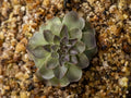 Pinguicula "Queen Cthulhu"