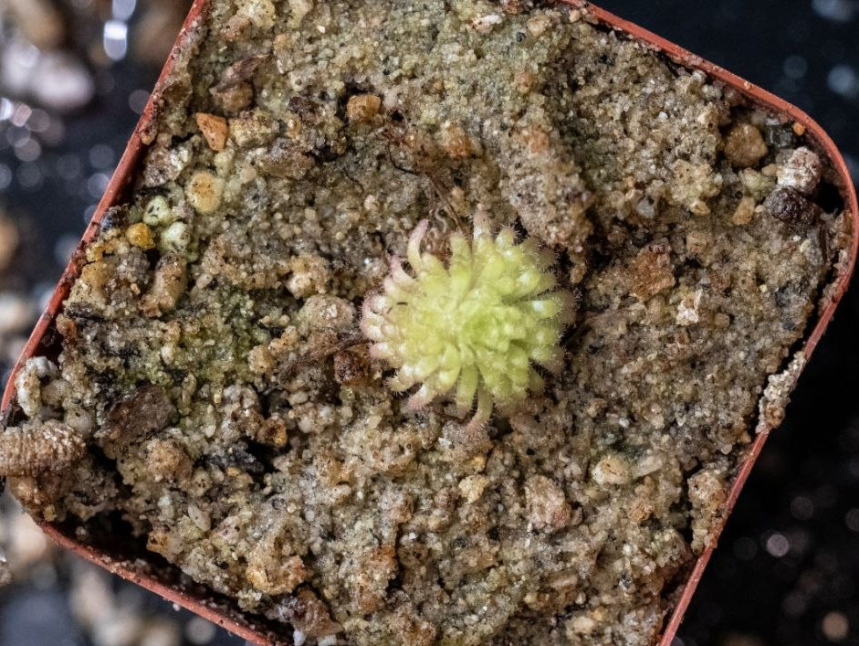 Pinguicula Gypsicola