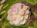 Pinguicula Ehlersiae "Victoria"