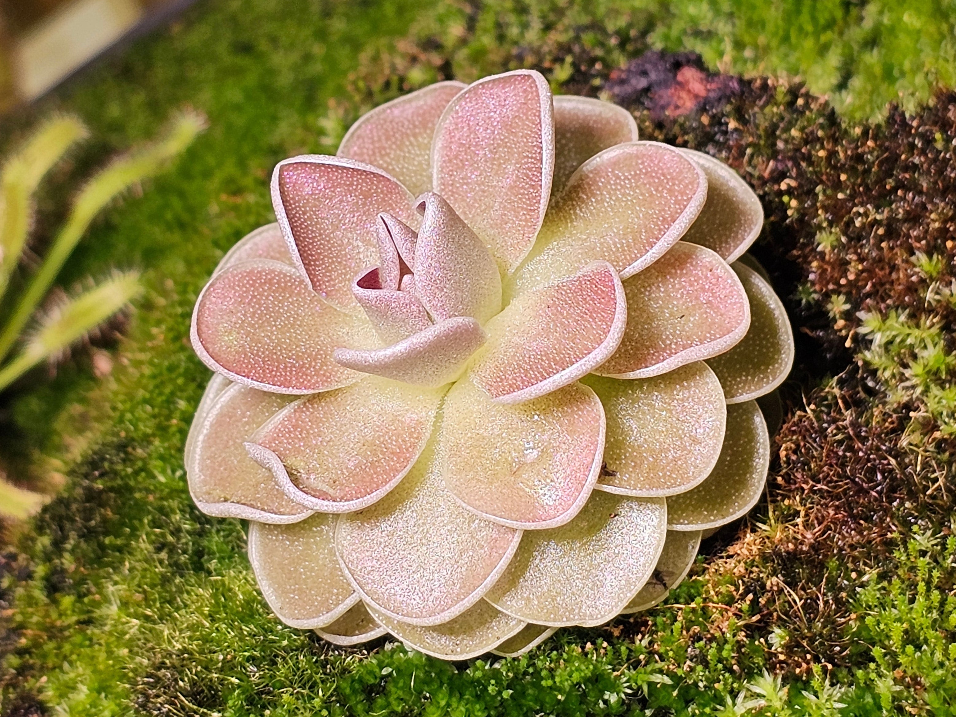 Pinguicula Ehlersiae "Victoria"