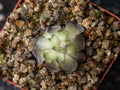 Pinguicula Cyclosecta 'Dulces Nombres, Nuevo León, MX'