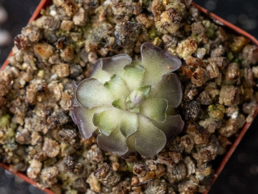Pinguicula Cyclosecta 'Dulces Nombres, Nuevo León, MX'
