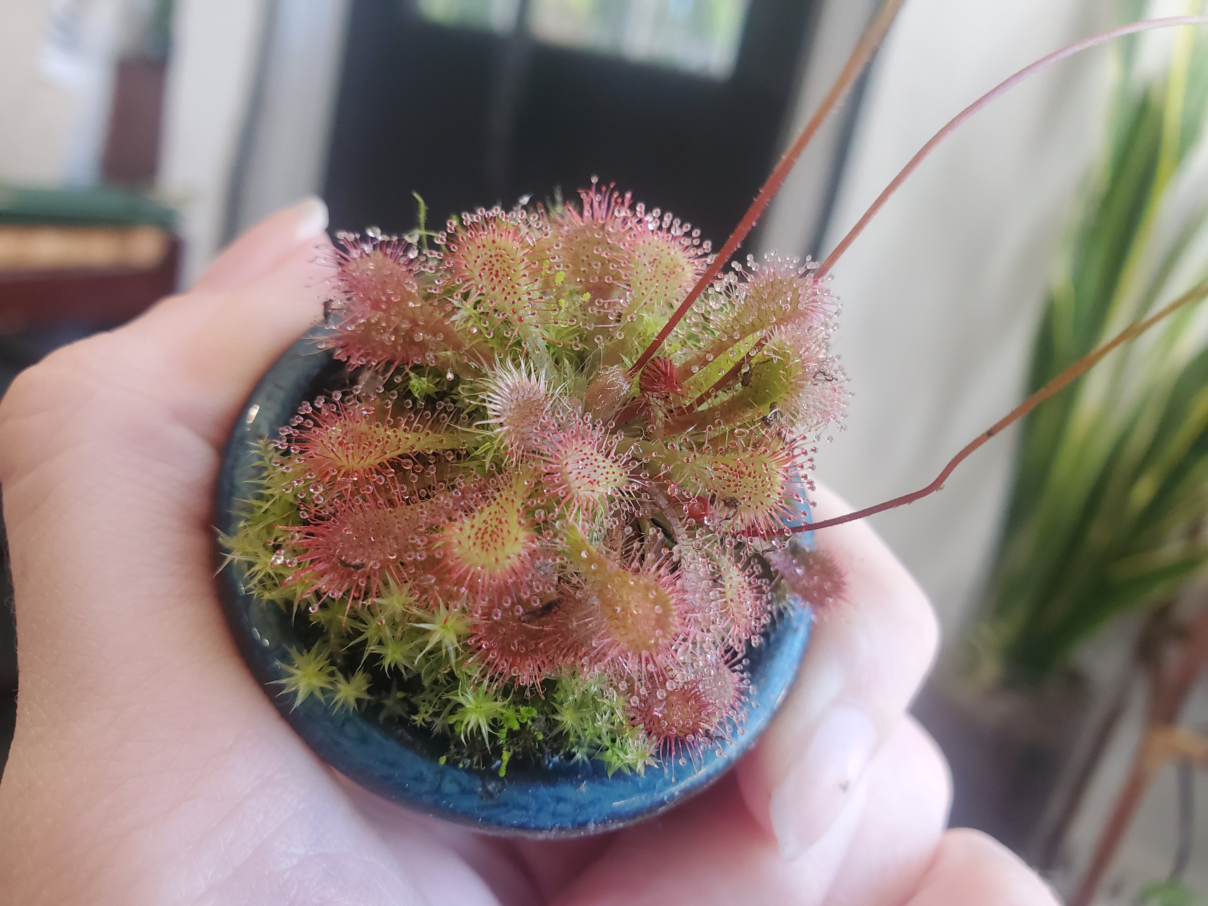 Drosera Spatulata