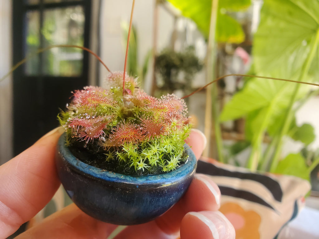 Drosera Spatulata