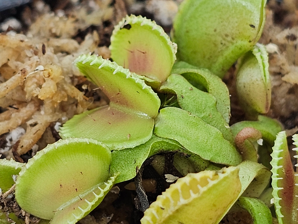VFT Coquillage
