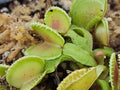 VFT Coquillage