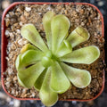 Pinguicula "Fraser Beaut"