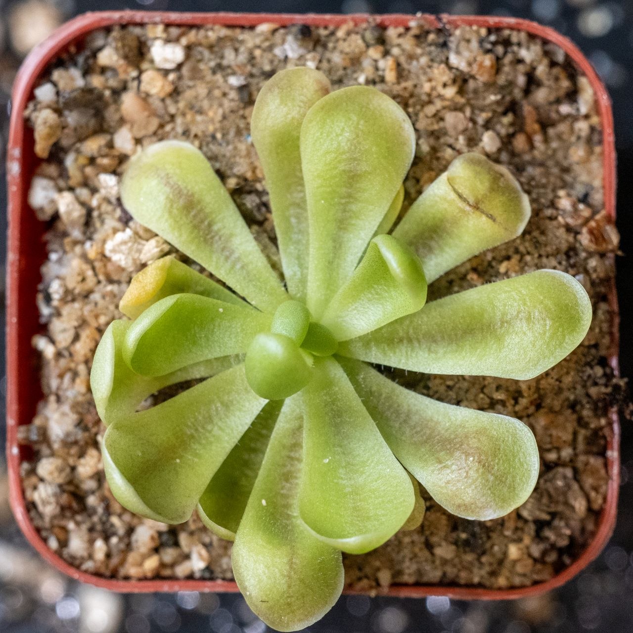 Pinguicula "Fraser Beaut"
