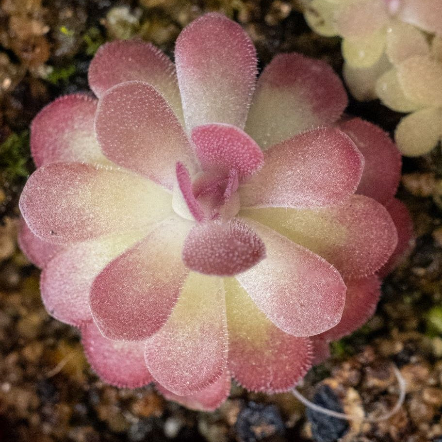 Pinguicula Johanna