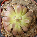 Pinguicula Gypsicola x 'Sethos'