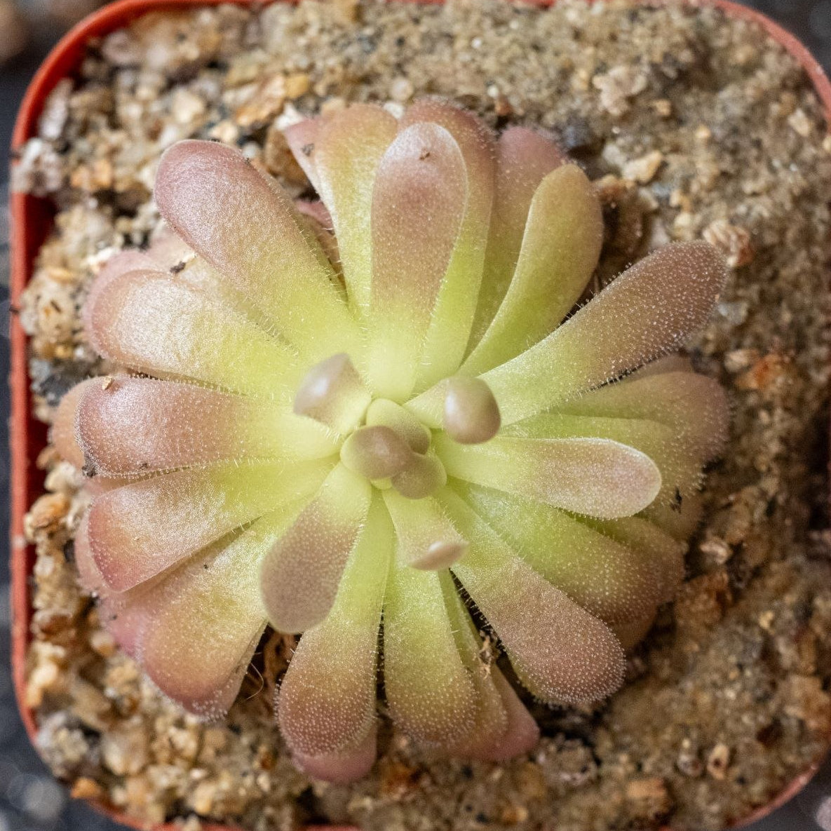 Pinguicula Gypsicola x 'Sethos'