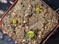 Pinguicula Medusina