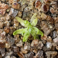 Pinguicula Immaculata