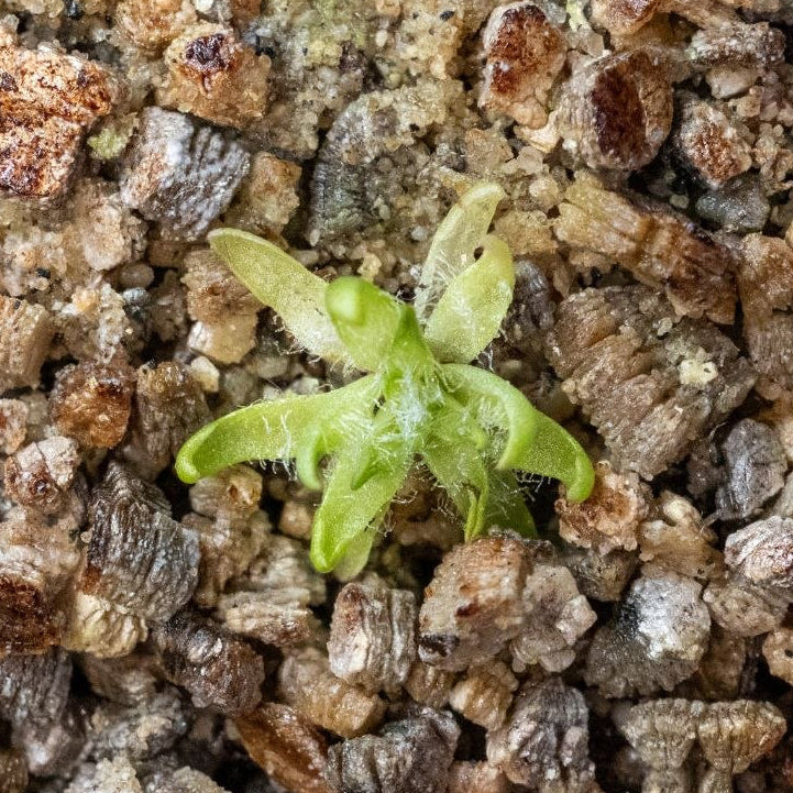 Pinguicula Immaculata
