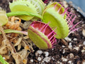 VFT Cross Teeth