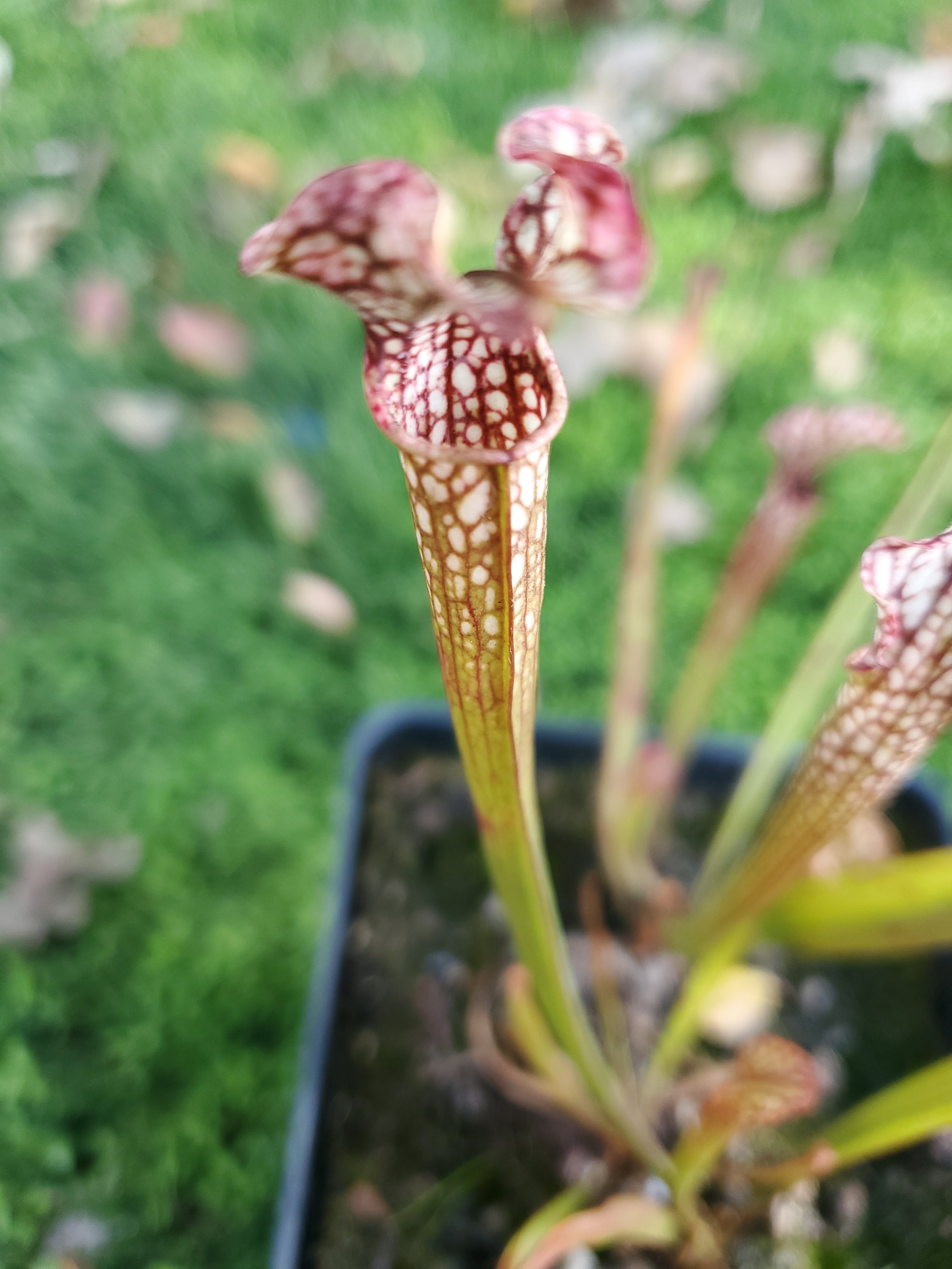 Sarracenia