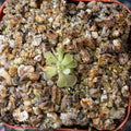 Pinguicula Juamavensis 'Cardonal'