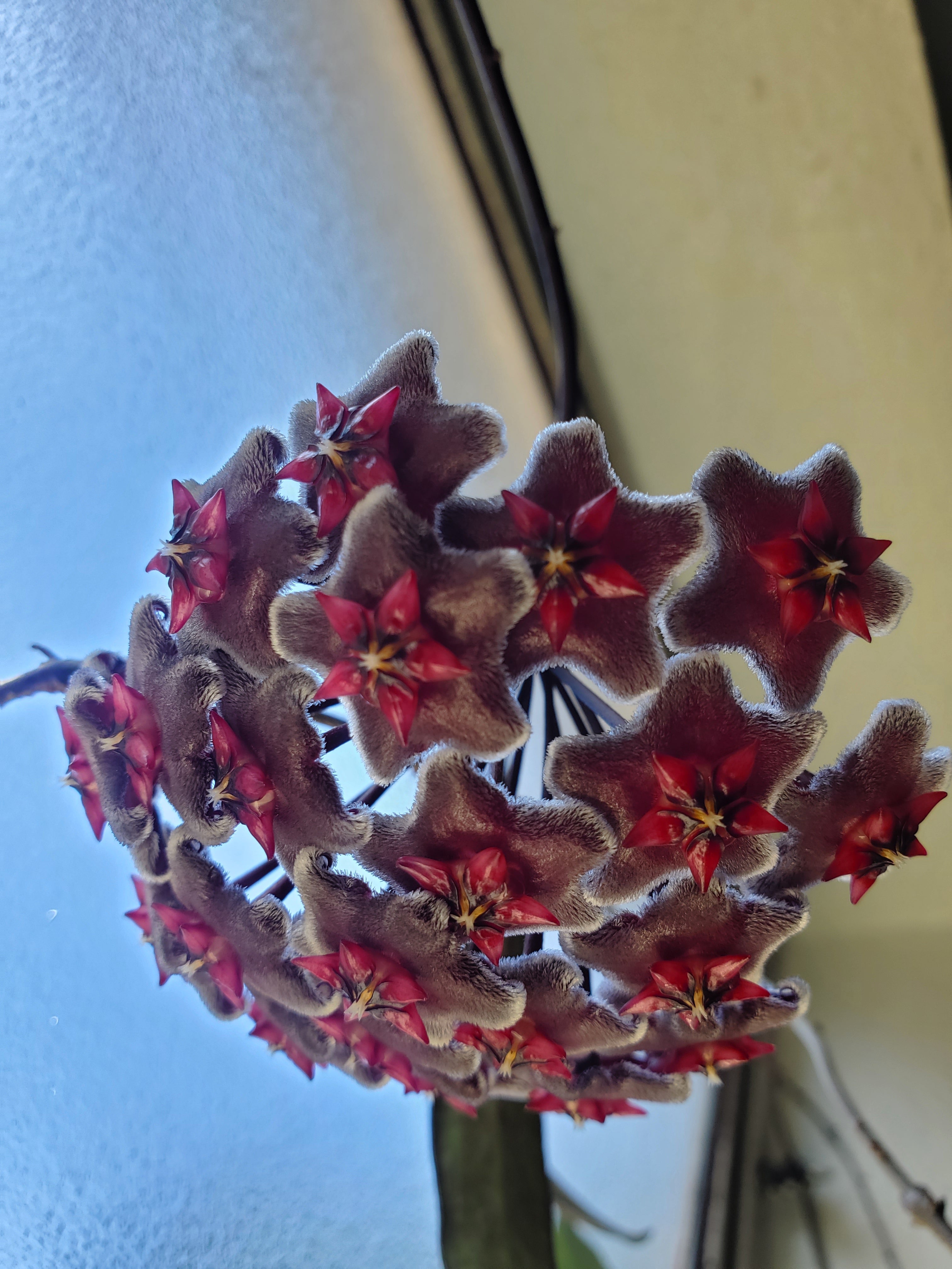 Hoya Pubicalyx Splash