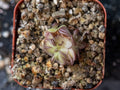 Pinguicula Gracilis
