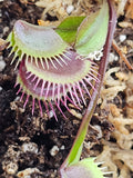 Venus Fly Trap