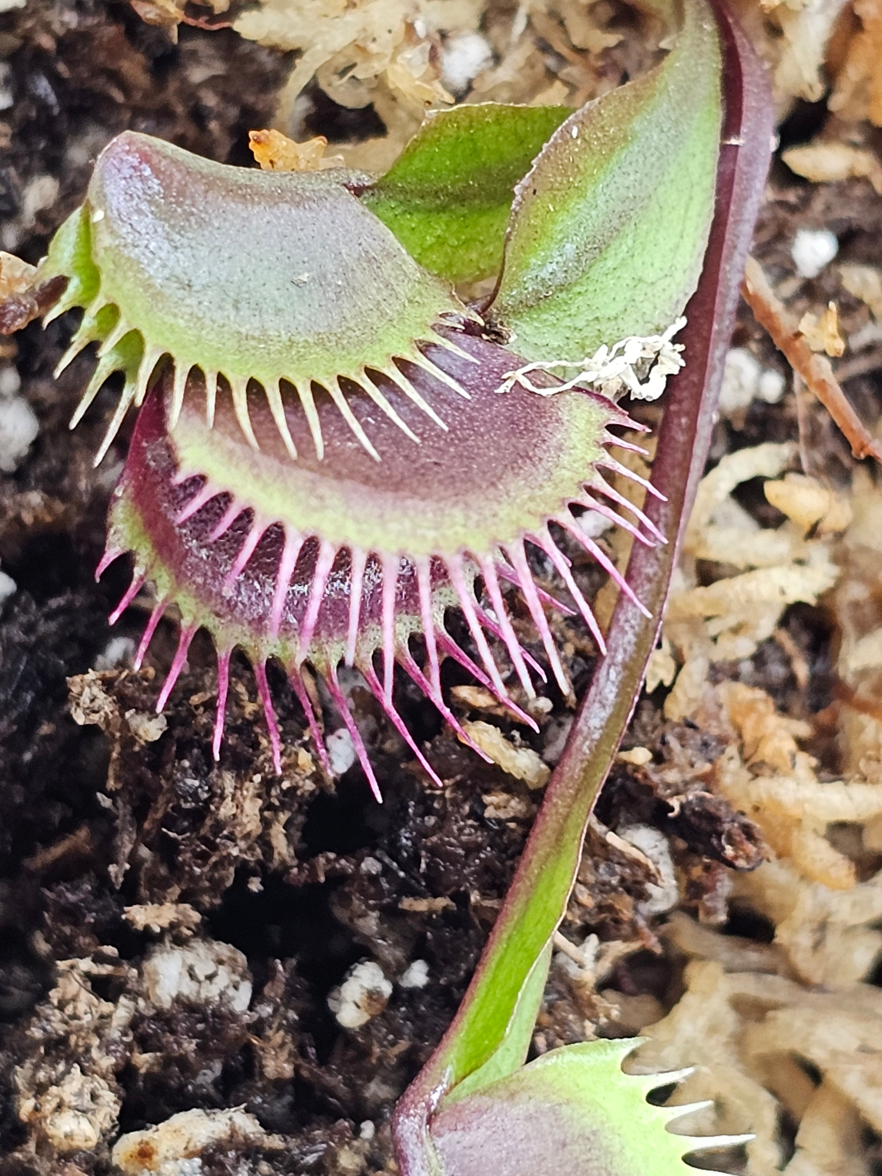 VFT Red Sangria