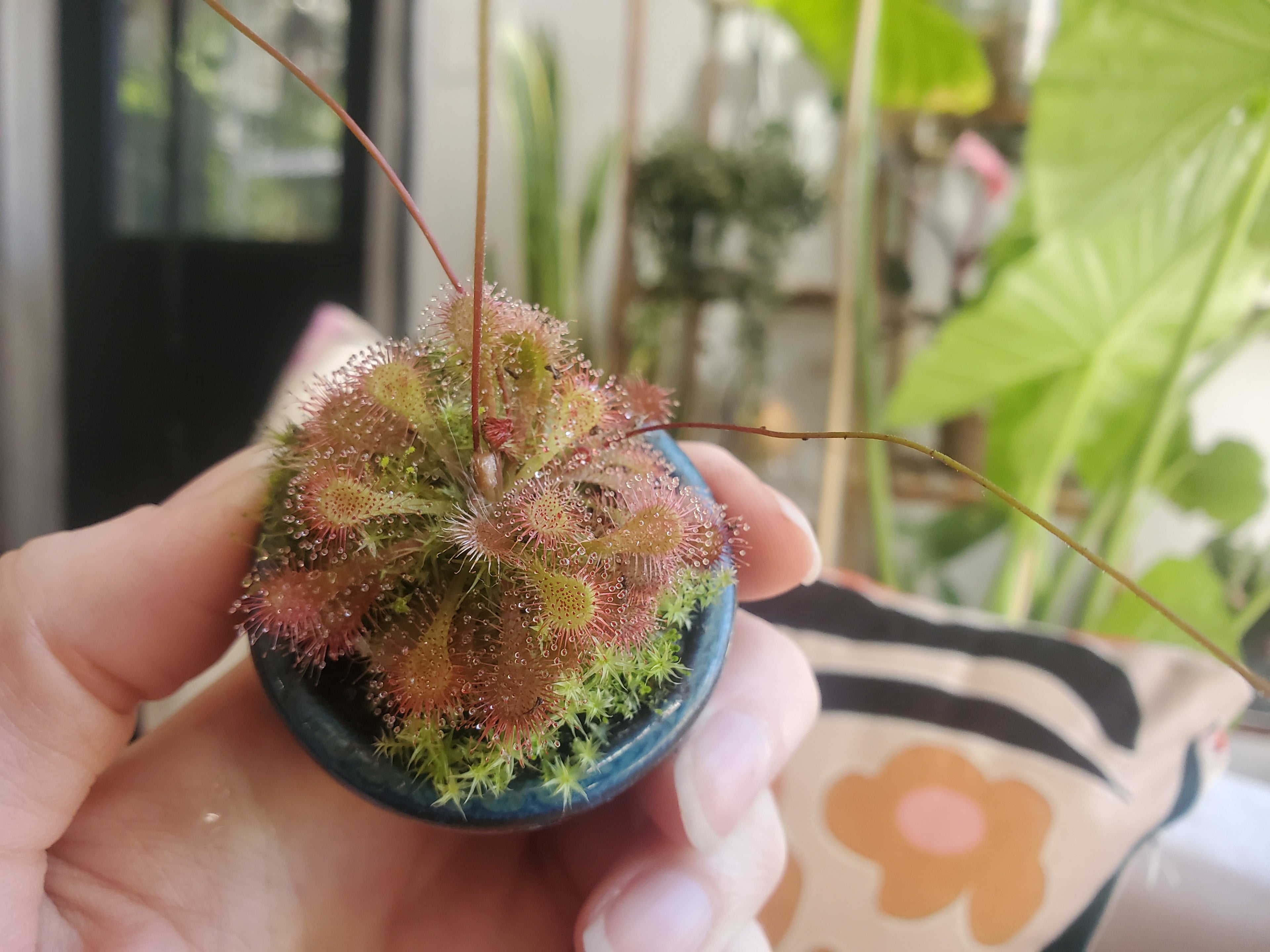 Drosera Spatulata