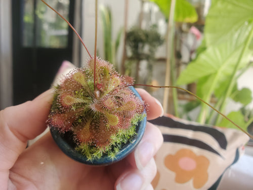 Drosera Spatulata
