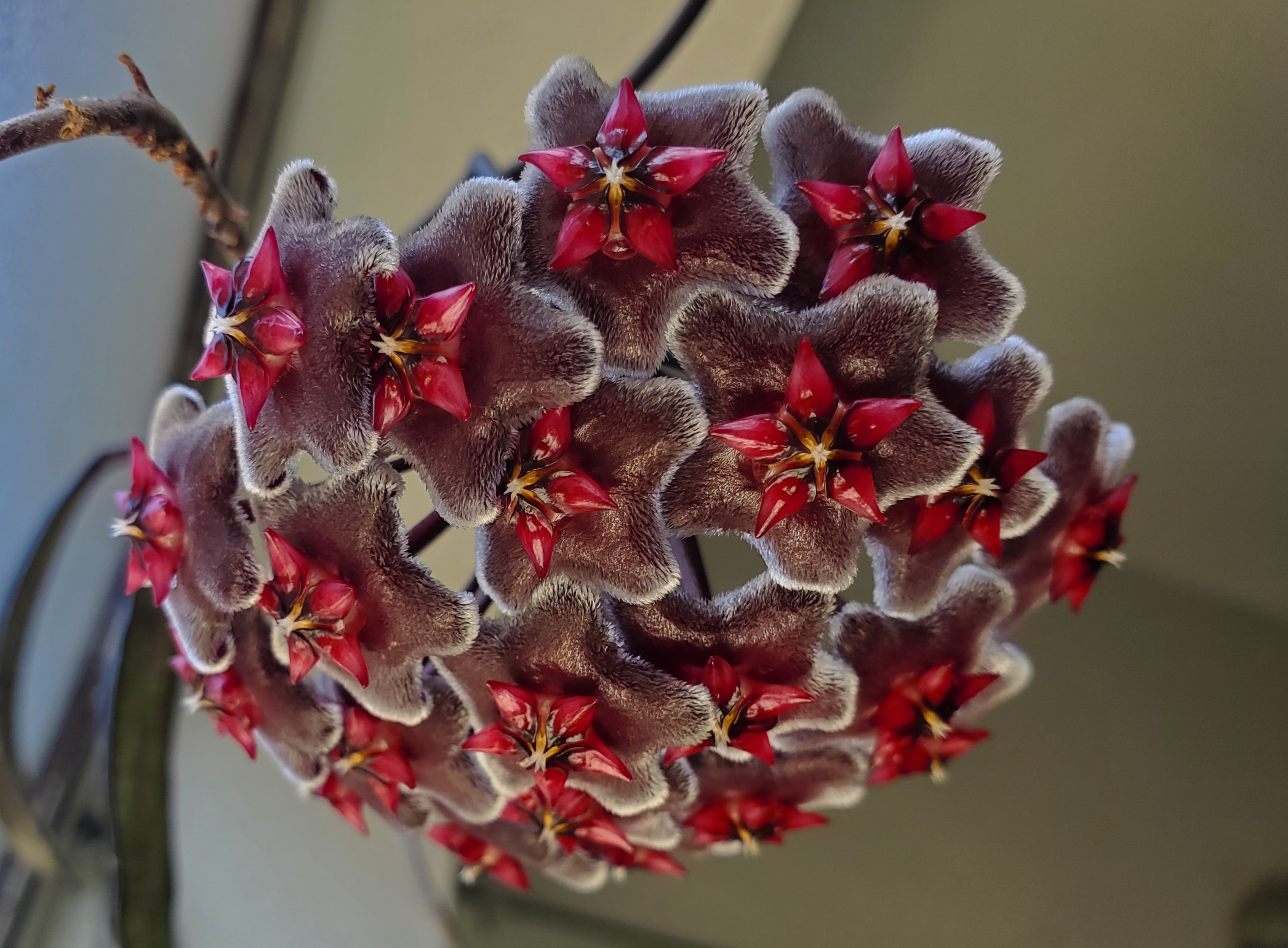 Hoya Pubicalyx Splash