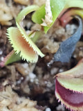 VFT Guava Sawtooth