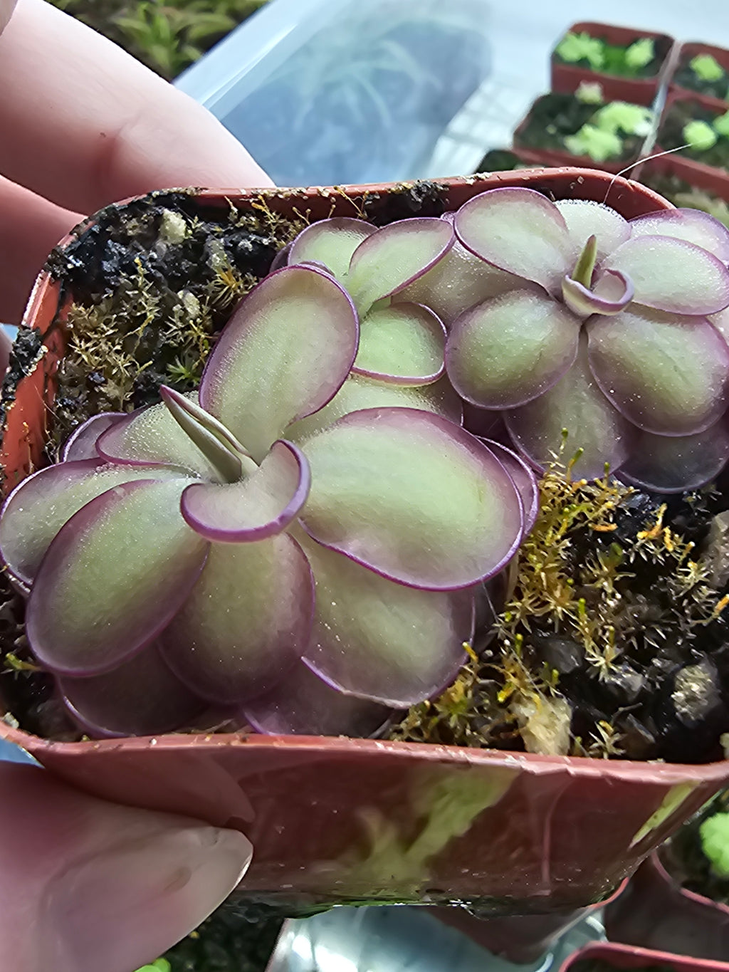 Pinguicula Rotundiflora x Hemiephytica