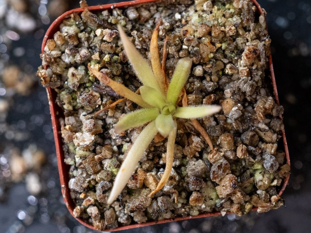 Pinguicula x "Pink Moon"