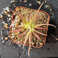Pinguicula 'Dragon'