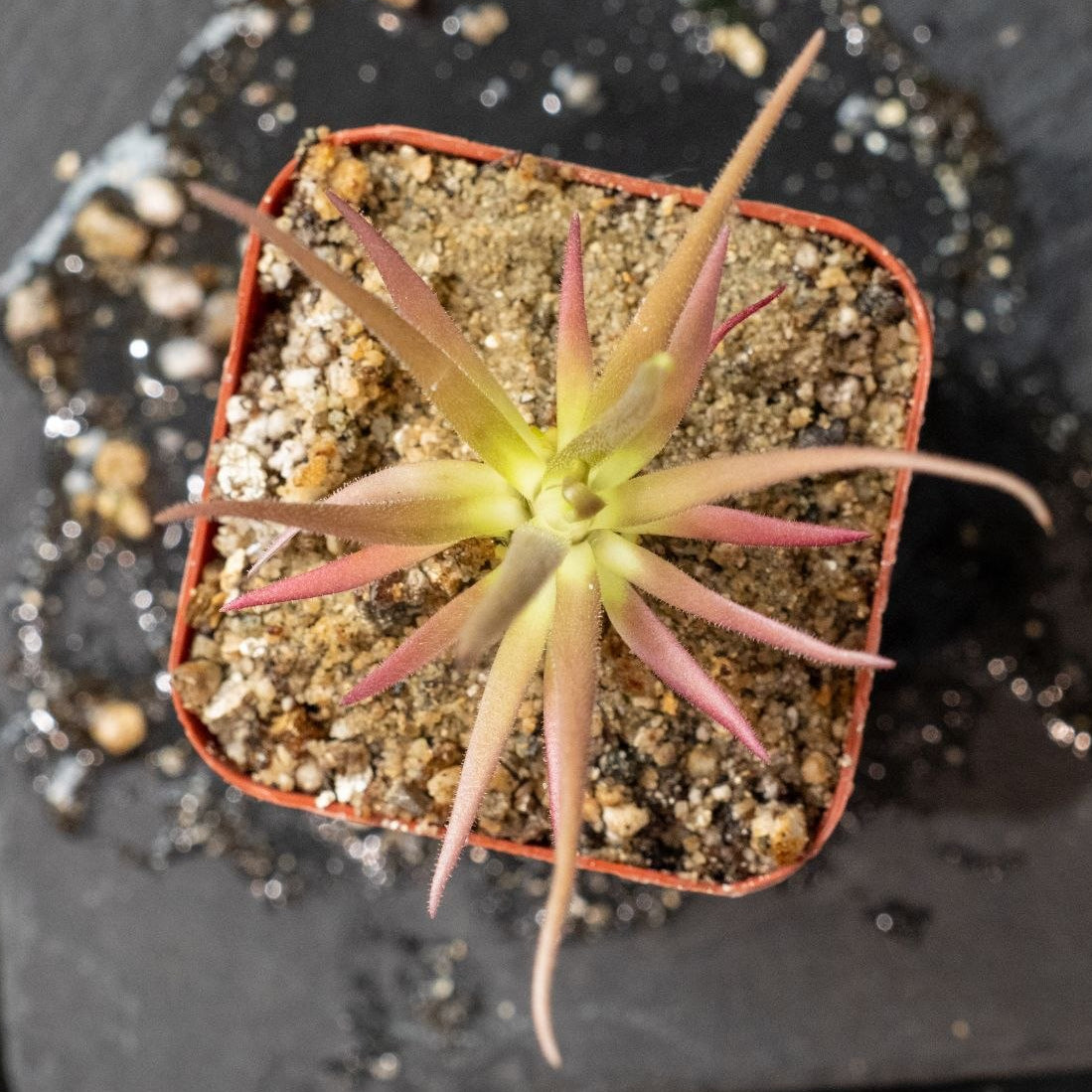 Pinguicula 'Dragon'