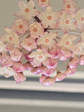 Hoya Latifolia (Macrophylla)